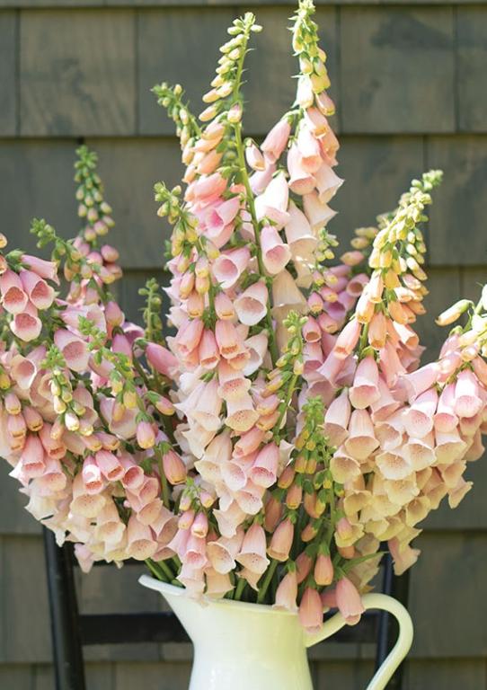 Digitalis purpurea, 'Pink Gin'