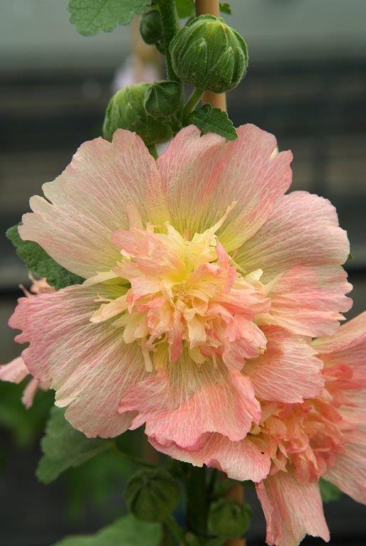 Alcea rosea, 'Spring Celebrity Apricot'