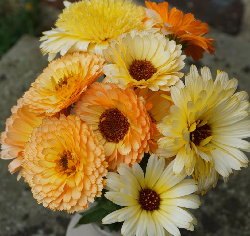 Calendula officinalis, 'Cantaloupe'