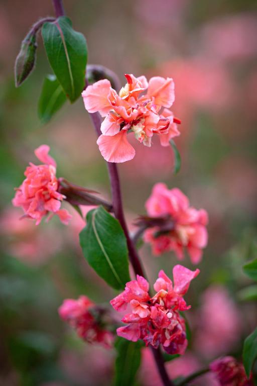 Clarkia unguiculata, 'Salmon Rose'