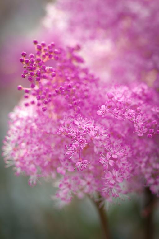 Filipendula rubra