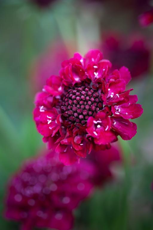 Scabiosa atropurpurea, 'Merlot Red'