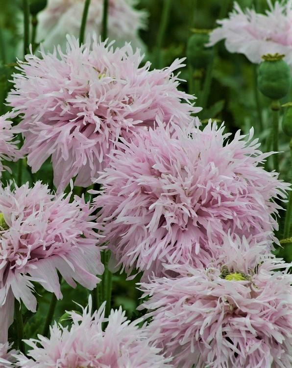 Papaver somniferum laciniatum, 'Lilac Pompom'