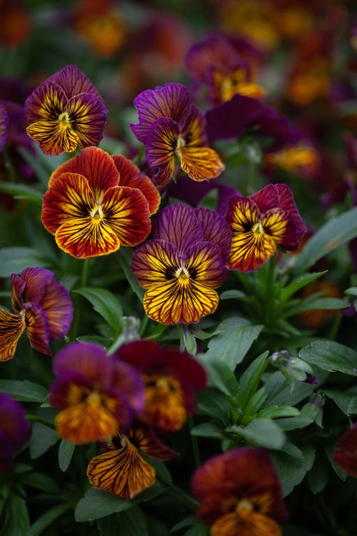 Viola cornuta, 'Tiger Eye Red', F1 Hybrid