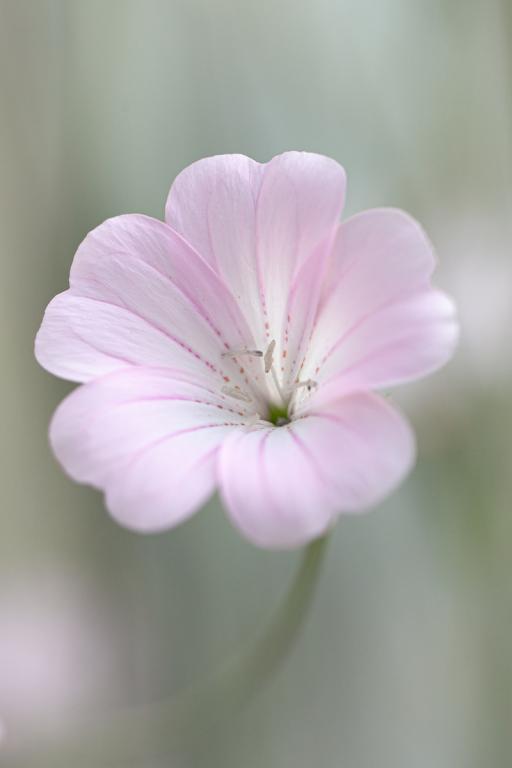 Agrostemma githago, 'Light Rose'