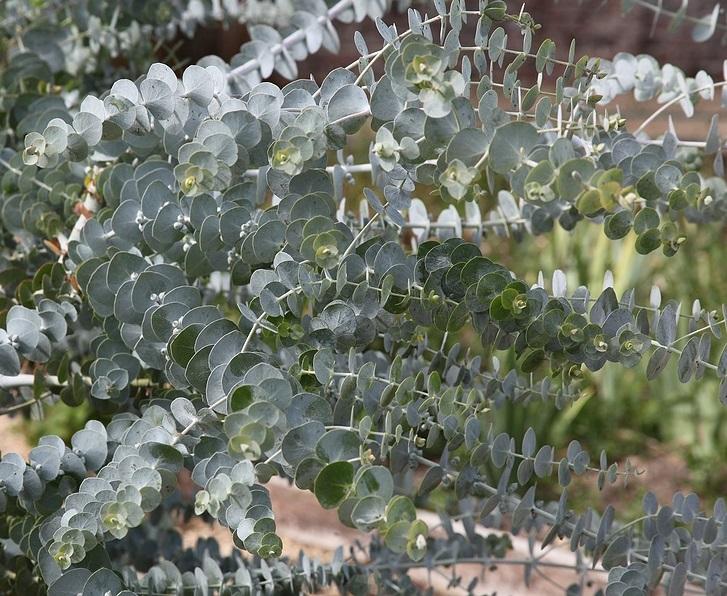 Eucalyptus pulverulenta, 'Baby Blue'
