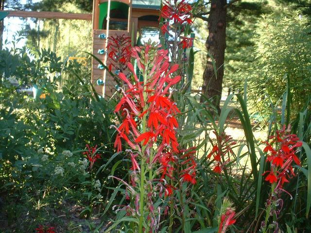 Lobelia cardinalis
