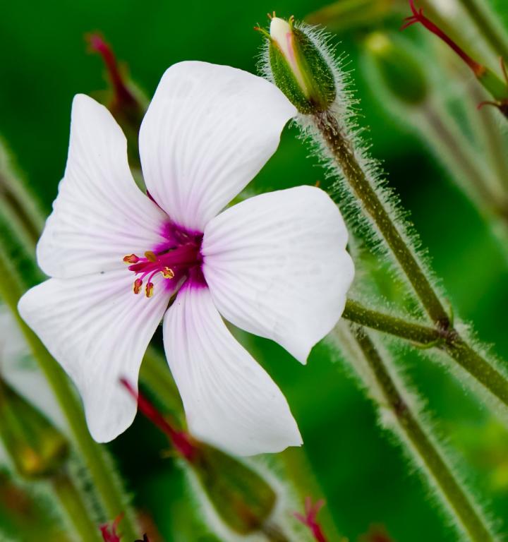 Geranium maderense, 'Guernsey White'