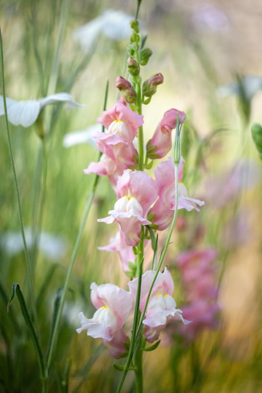 Antirrhinum majus, 'Costa Light Rose', F1 Hybrid