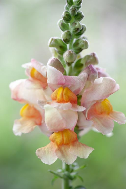 Antirrhinum majus, 'Costa Apricot', F1 Hybrid
