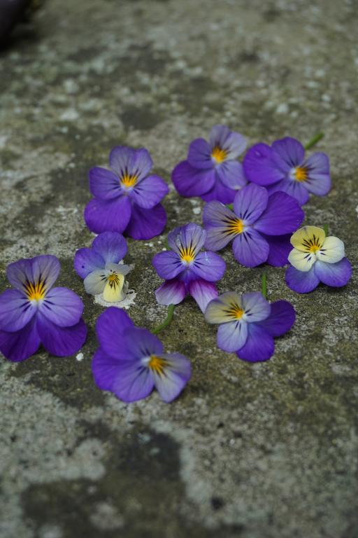 Viola cornuta, 'Endurio Lavender Shades', F1 Hybrid