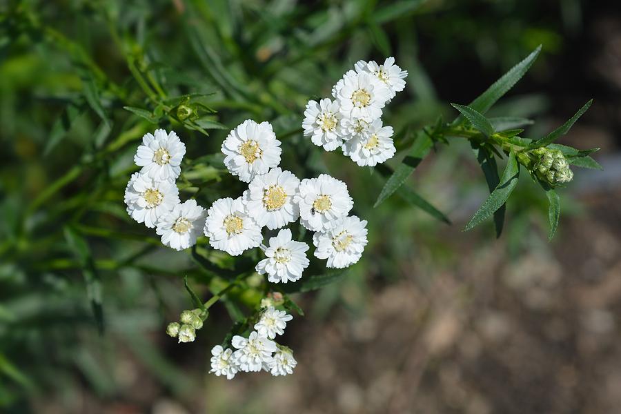 Achillea ptarmica