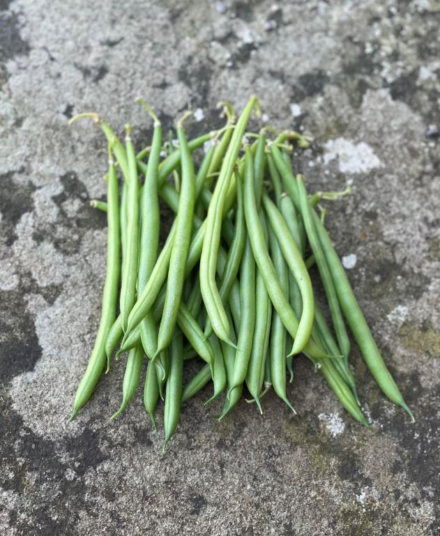 Bean, Dwarf French, 'Elba'