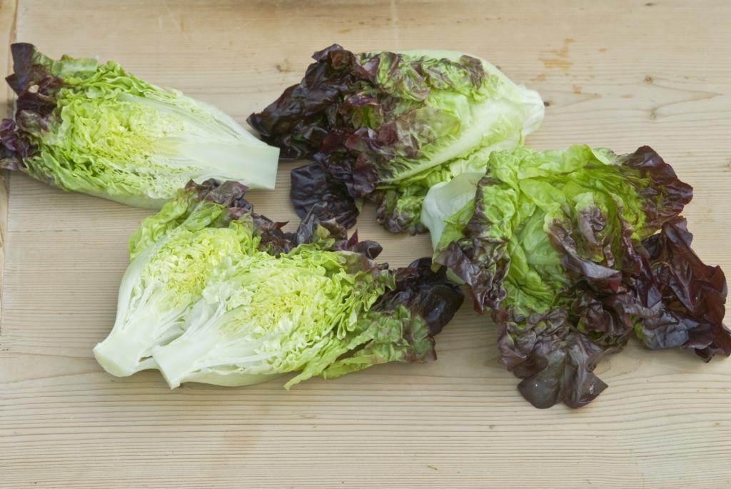Lettuce, Little Gem & Romaine, 'Amaze'