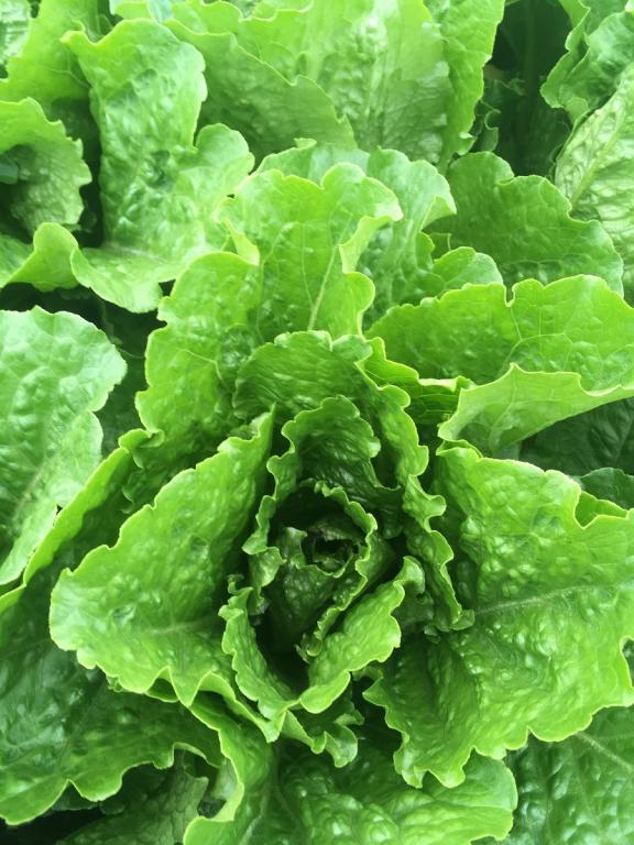 Lettuce, Little Gem & Romaine, 'Crisp Mint'
