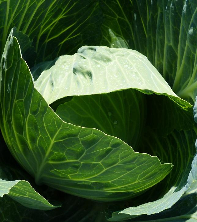 Cabbage, Winter & Ballhead, 'Enkhuizen Glory'