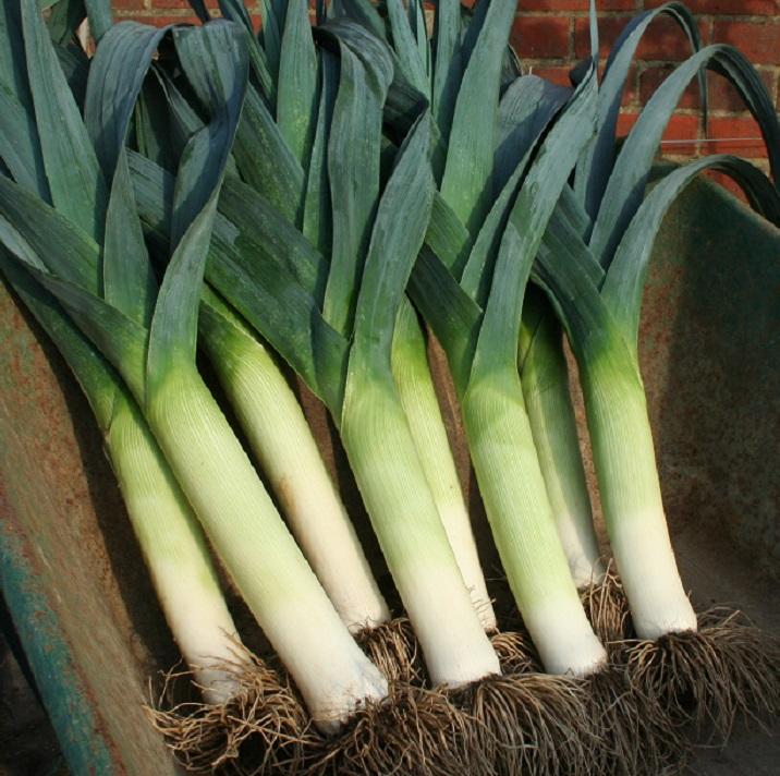Leek, 'Lancaster', F1 Hybrid