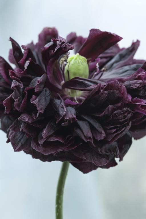 Papaver somniferum var. paeoniflorum, 'Black Peony'