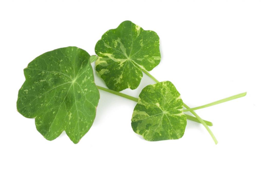 Nasturtium, 'Alaska' Mixed