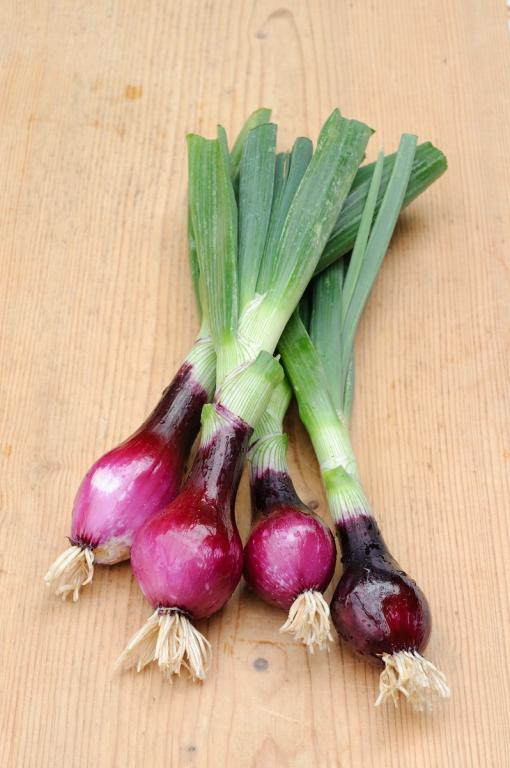 Onion, Continental, 'Lilia', F1 Hybrid