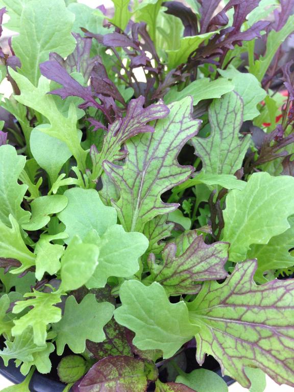 'Tasty Mustard Mix'