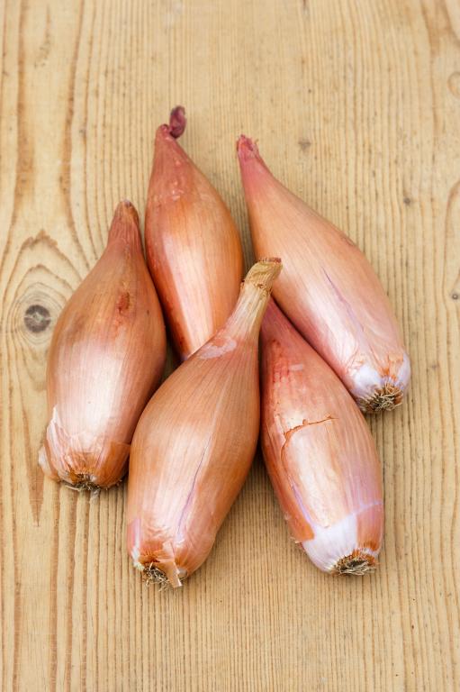 Onion, Shallot, 'Zebrune'