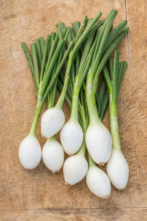 Onion, Continental, 'White Star', F1 Hybrid