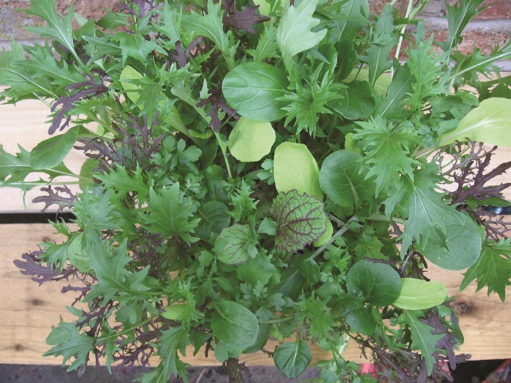 Salad Leaves, 'Bright & Spicy Mix'