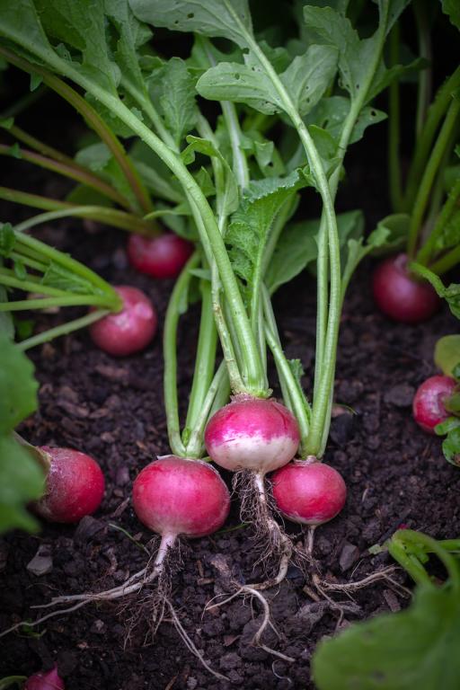 Radish, 'Amethyst'