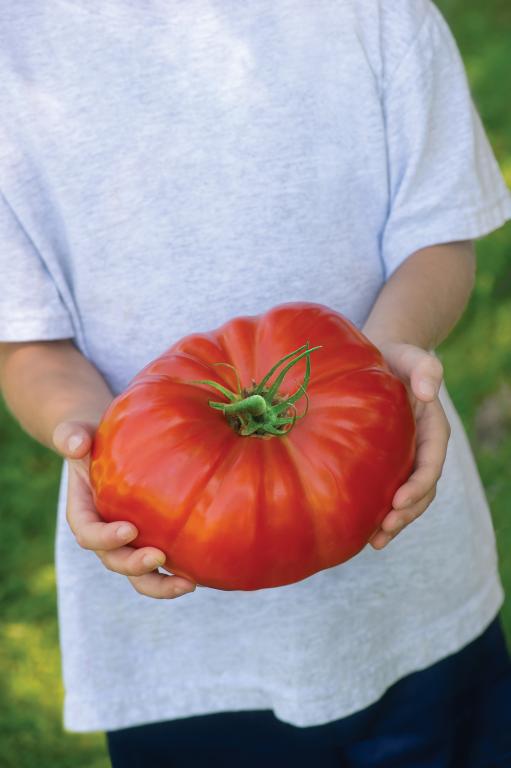 Tomato, Beef, 'Gigantomo', F1 Hybrid