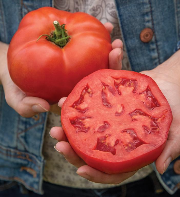 Tomato, Beef, 'Burlesque', F1 Hybrid