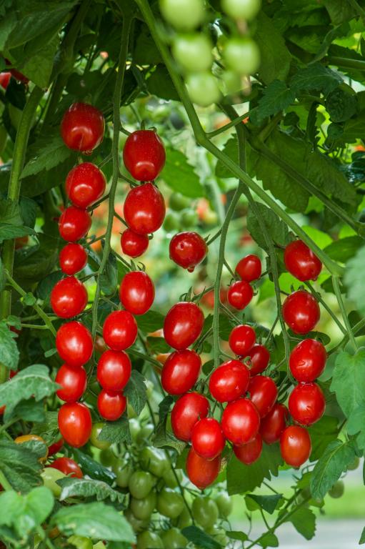 Tomato, Plum, 'Celano', F1 Hybrid