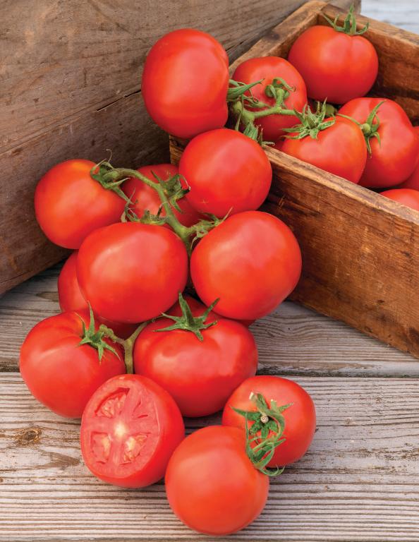 Tomato, 'Oh Happy Day', F1 Hybrid