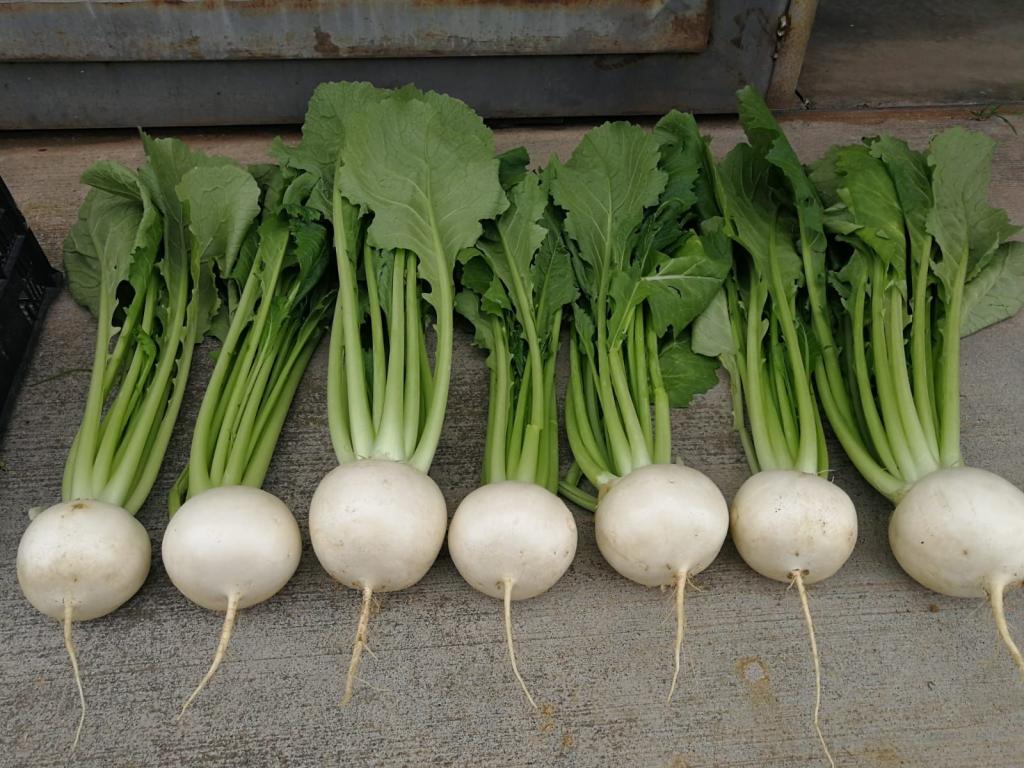 Turnip, 'Silky Sweet', F1 Hybrid