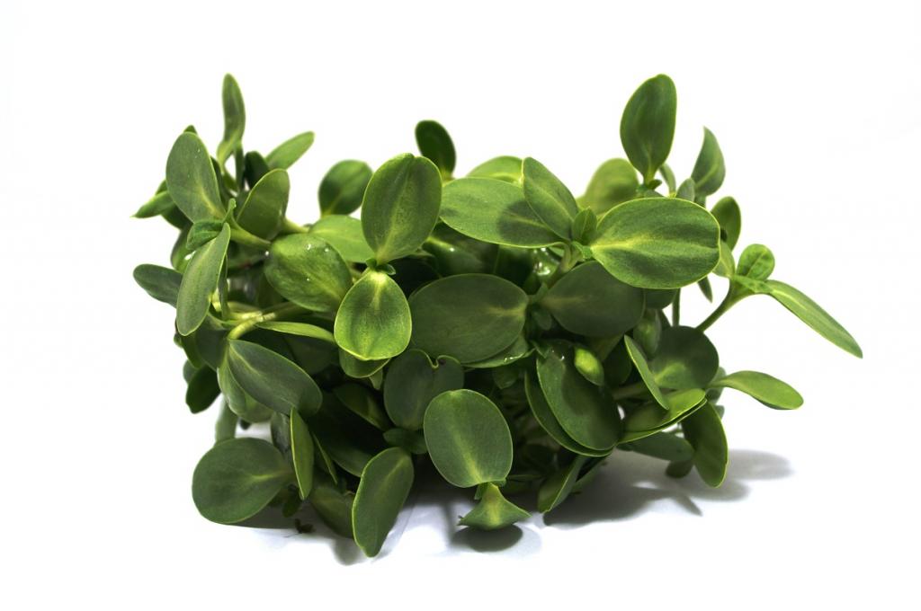 Microgreens Black Seeded Sunflower