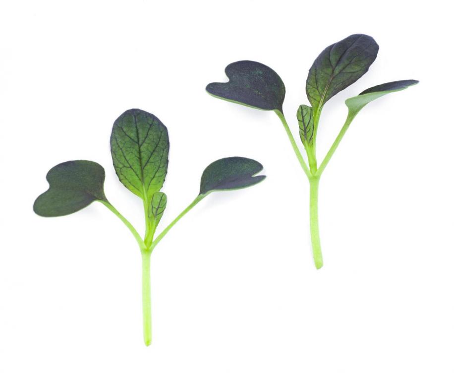 Microgreens Pak Choi 'Purple Rain'