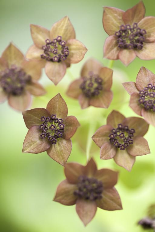 Bupleurum longifolium, 'Bronze Beauty'