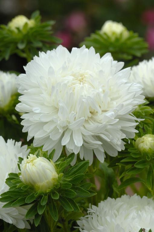Callistephus chinensis, 'King Size White'