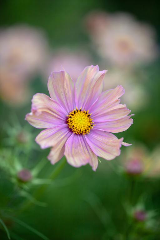 Cosmos bipinnatus, 'Apricotta'
