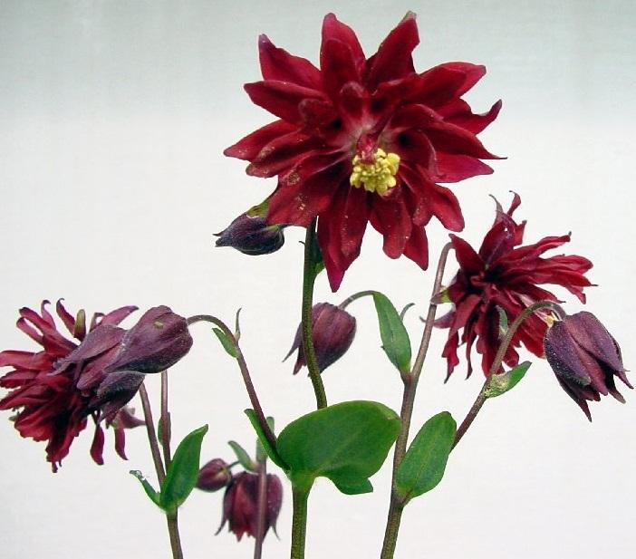 Aquilegia vulgaris var. stellata, 'Bordeaux Barlow'