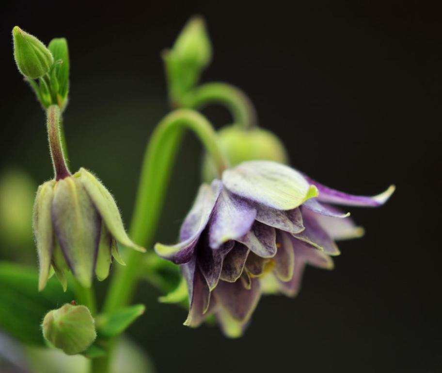 Aquilegia vulgaris var. stellata, 'Christa Barlow'