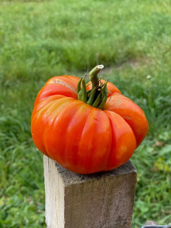 Tomato, Beef, 'Beefmaster', F1 Hybrid