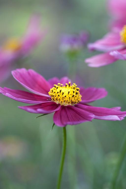 Cosmos bipinnatus, 'Versailles' Formula Mixed