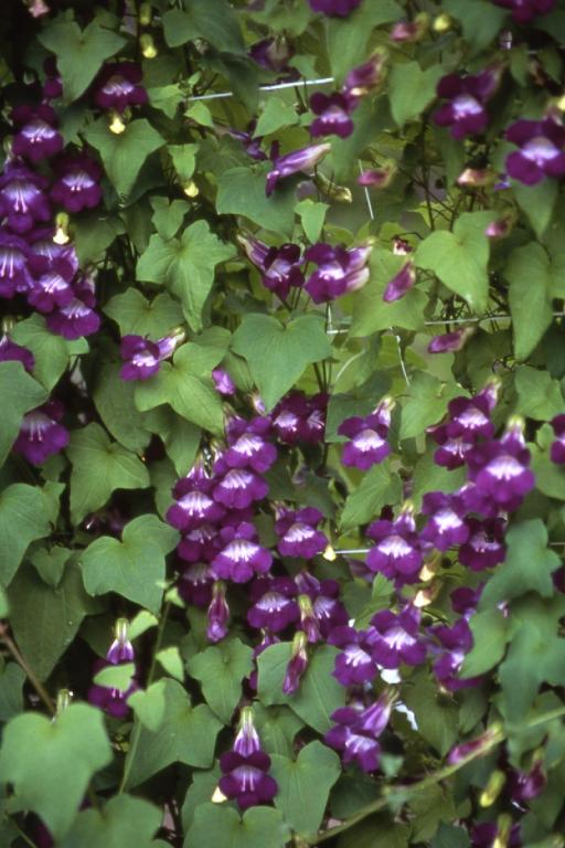 Asarina scandens, Violet