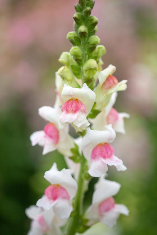 Antirrhinum majus, 'Potomac Appleblossom', F1 Hybrid