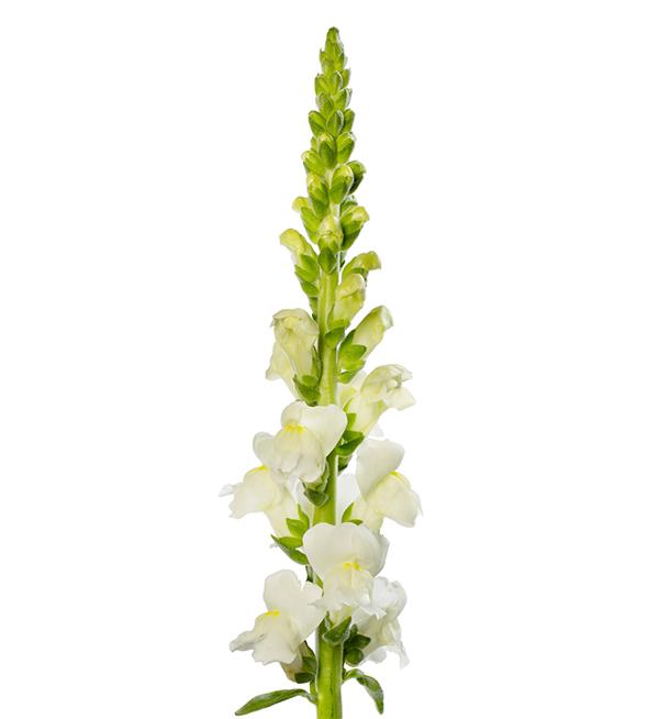 Antirrhinum majus, 'Potomac Ivory White', F1 Hybrid