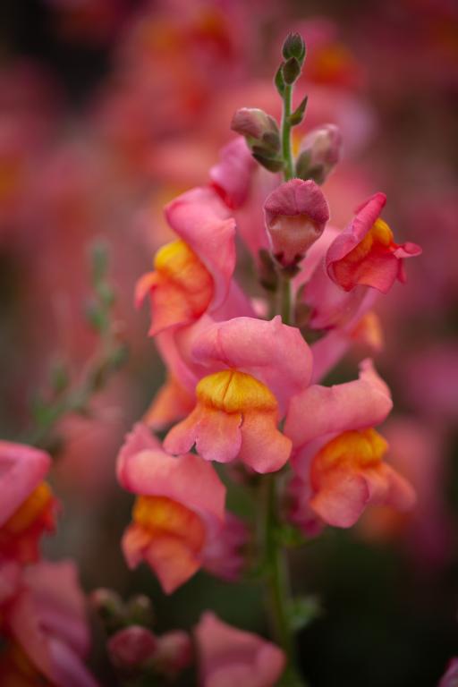 Antirrhinum majus, 'Potomac Orange', F1 Hybrid