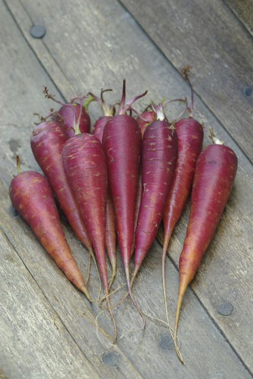 Carrot, 'Purple Dragon', F1 Hybrid