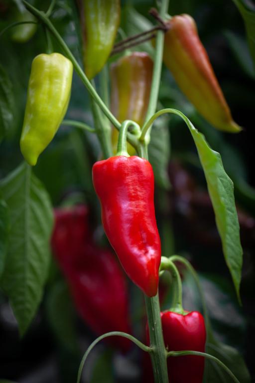 Capsicum, Chilli Pepper, 'Draky', F1 Hybrid