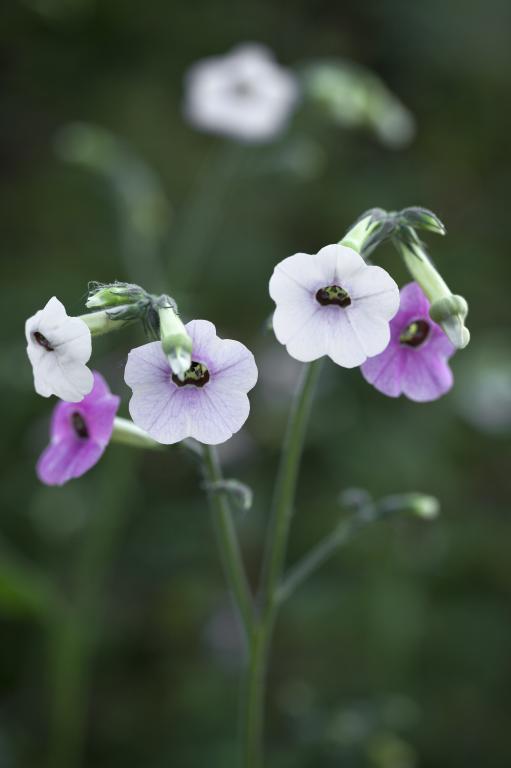Nicotiana mutabilis